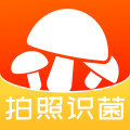 蘑菇识别