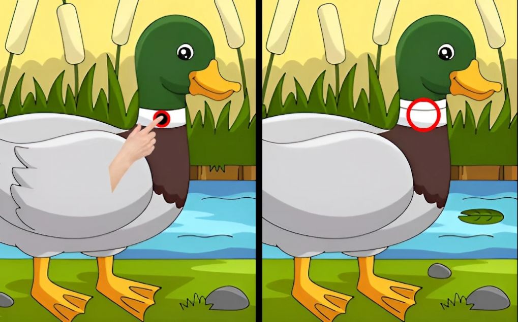差异寻找并发现（Differences find and spot them）