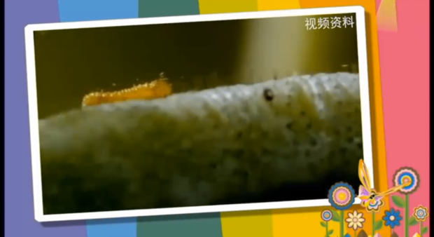 动物世界