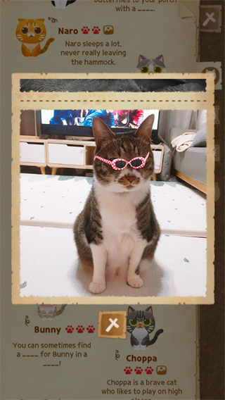 猫咪的秘密森林2025