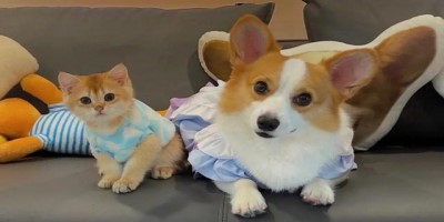 优质的宠物服务平台软件大全