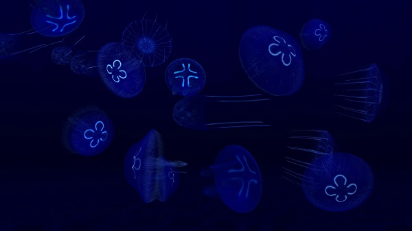 养鱼场3中文版(Fish Farm 3)